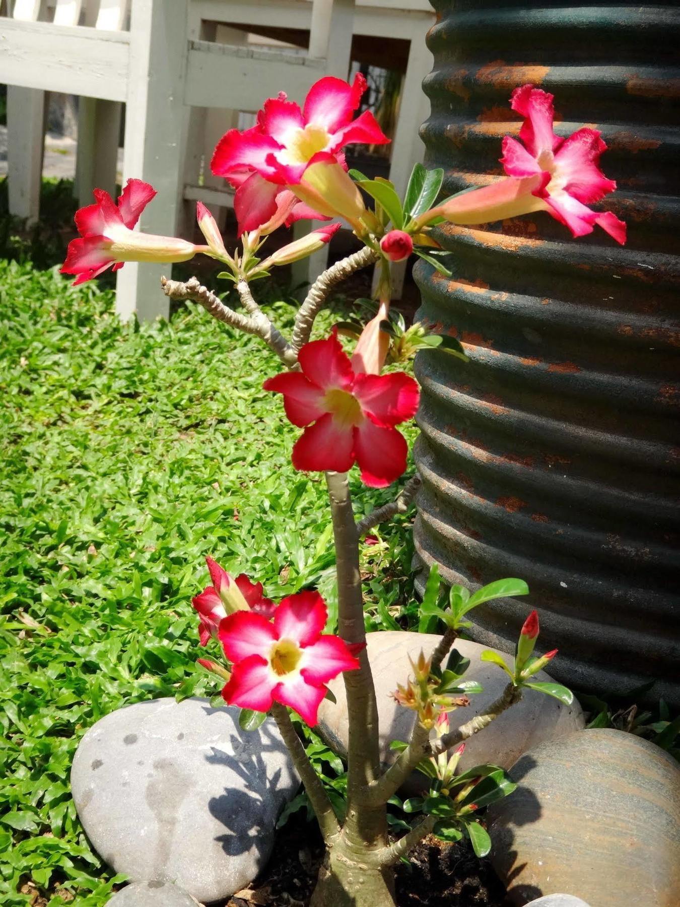 Stay With Me Guest House Chiang Mai Exterior photo